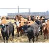Image 2 : Brock & Garett Thompson - 750# Steers - 83 Head (Carnduff, SK) VBP+