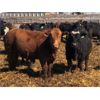 Image 4 : Van Hall Cattle Company Ltd. - 925# Steers - 140 Head (Scandia, AB)