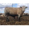 Image 6 : Van Hall Cattle Company Ltd. - 905# Steers - 56 Head (Scandia, AB)