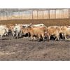 Image 3 : Range 45 Ranch Ltd. - 800# Heifers - 228 Head (Dewberry, AB)