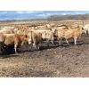 Image 4 : Range 45 Ranch Ltd. - 800# Heifers - 228 Head (Dewberry, AB)