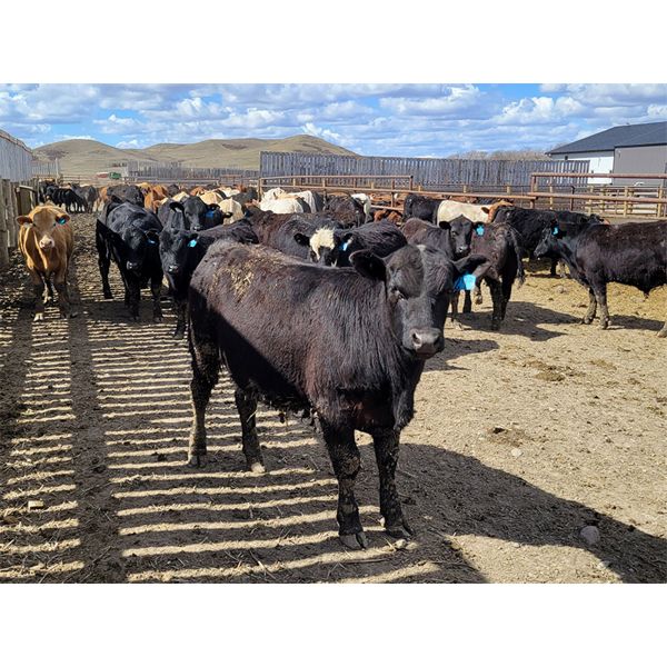 Wyatt & Meg Isaacson - 625# Steers - 99 Head (Killdeer, SK)