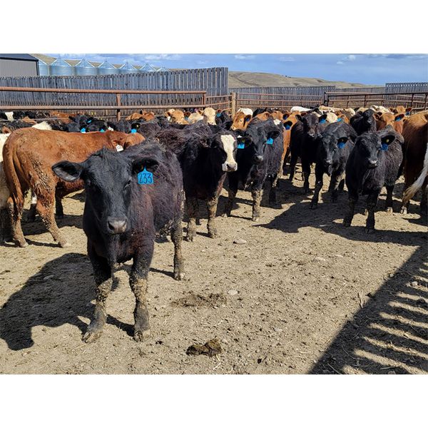 Wyatt & Meg Isaacson - 625# Steers - 50 Head (Killdeer, SK)