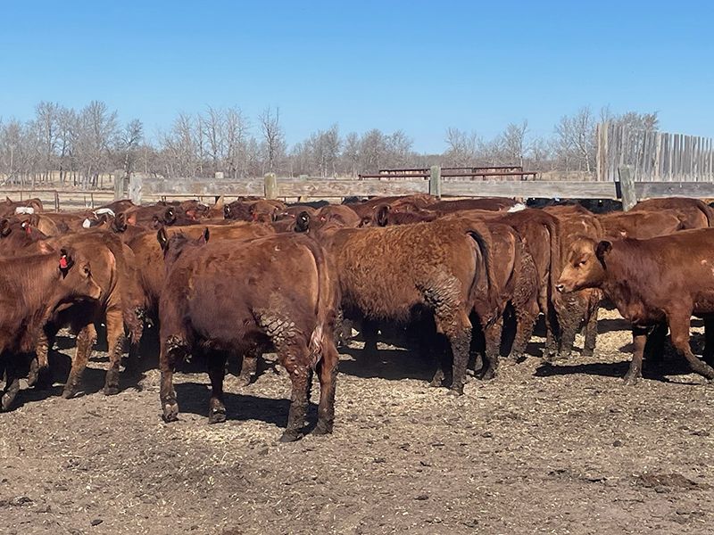 45 Ranch Range 45 Ranch Ltd. - 760# Heifers - 235 Head (Dewberry, AB) - Team ...