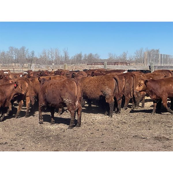 Range 45 Ranch Ltd. - 760# Heifers - 235 Head (Dewberry, AB)