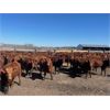 Image 2 : Range 45 Ranch Ltd. - 760# Heifers - 235 Head (Dewberry, AB)