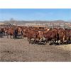 Image 3 : Range 45 Ranch Ltd. - 760# Heifers - 235 Head (Dewberry, AB)