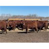 Image 4 : Range 45 Ranch Ltd. - 760# Heifers - 235 Head (Dewberry, AB)