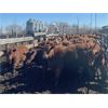 Image 5 : Range 45 Ranch Ltd. - 760# Heifers - 235 Head (Dewberry, AB)