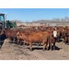 Image 6 : Range 45 Ranch Ltd. - 760# Heifers - 235 Head (Dewberry, AB)