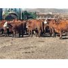 Image 7 : Range 45 Ranch Ltd. - 760# Heifers - 235 Head (Dewberry, AB)