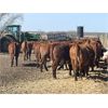 Image 8 : Range 45 Ranch Ltd. - 760# Heifers - 235 Head (Dewberry, AB)