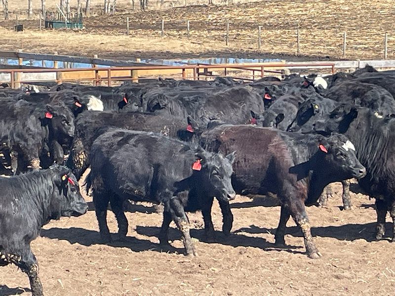 45 Ranch Range 45 Ranch Ltd. - 760# Heifers - 75 Head (Dewberry, AB) - Team ...