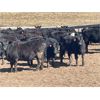 Image 2 : Range 45 Ranch Ltd. - 760# Heifers - 75 Head (Dewberry, AB)