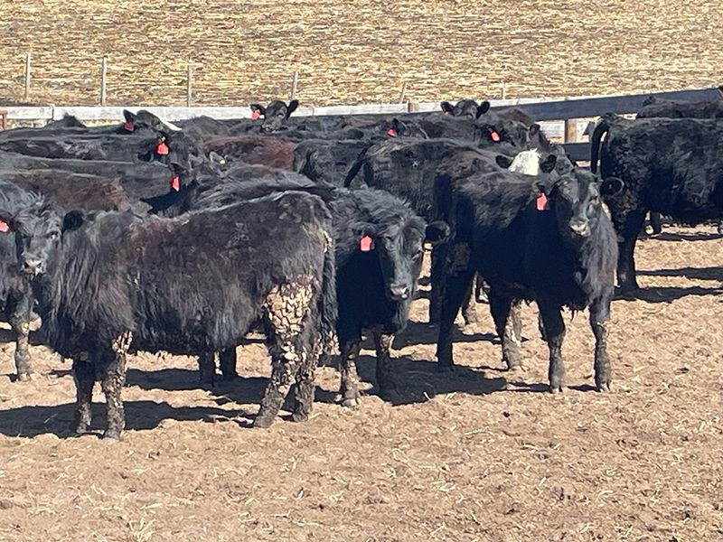 45 Ranch Range 45 Ranch Ltd. - 760# Heifers - 225 Head (Dewberry, AB) - Team ...