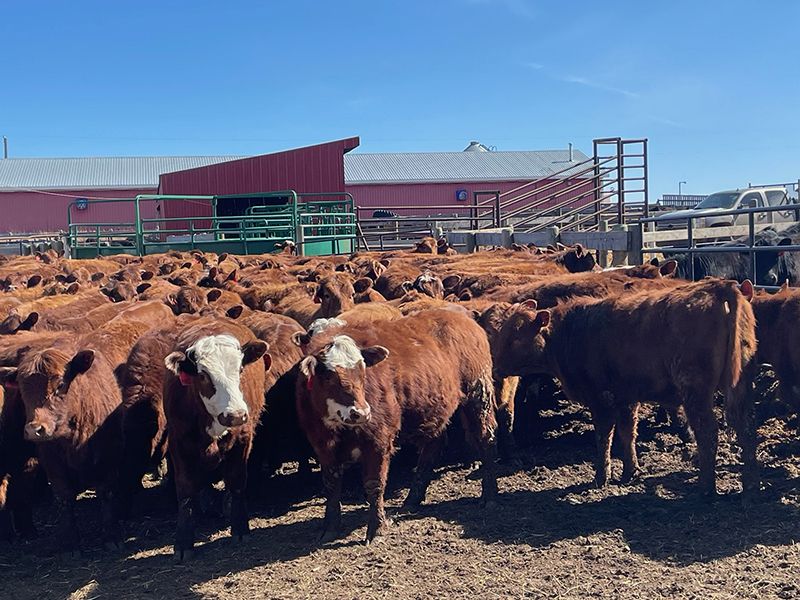 Range 45 Ranch Ltd. - 760# Heifers - 150 Head (Dewberry, AB) - Team ...