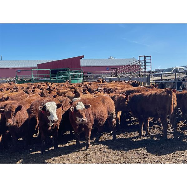 Range 45 Ranch Ltd. - 760# Heifers - 150 Head (Dewberry, AB)
