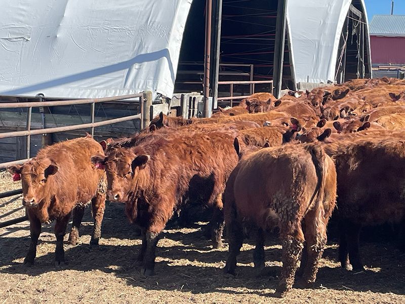 Range 45 Ranch Ltd. - 760# Heifers - 150 Head (Dewberry, AB) - Team ...