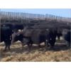 Image 1 : CMT Farms - 820# Heifers - 70 Head (Cochin, SK)