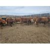 Image 2 : Dennis Herman - 1025# Steers - 62 Head (Hoadley, AB)