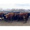 Image 2 : Cornerglen Ranching - 750# Heifers - 83 Head (Ponoka, AB)