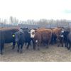 Image 3 : Cornerglen Ranching - 750# Heifers - 83 Head (Ponoka, AB)