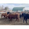 Image 5 : Cornerglen Ranching - 750# Heifers - 83 Head (Ponoka, AB)