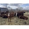 Image 1 : South Ridge Simmentals - 800# Replacement Heifers - 50 Head (Monarch, AB)