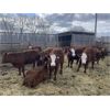 Image 3 : South Ridge Simmentals - 800# Replacement Heifers - 50 Head (Monarch, AB)