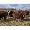 Image 4 : South Ridge Simmentals - 800# Replacement Heifers - 50 Head (Monarch, AB)