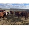 Image 5 : South Ridge Simmentals - 800# Replacement Heifers - 50 Head (Monarch, AB)