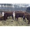 Image 6 : South Ridge Simmentals - 800# Replacement Heifers - 50 Head (Monarch, AB)