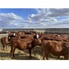 Image 7 : South Ridge Simmentals - 800# Replacement Heifers - 50 Head (Monarch, AB)