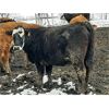 Image 3 : Nelson Creek Ranch - 800# Replacement Heifers - 60 Head (Claresholm, AB)