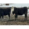 Image 6 : Nelson Creek Ranch - 800# Replacement Heifers - 60 Head (Claresholm, AB)