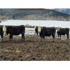 Image 7 : Nelson Creek Ranch - 800# Replacement Heifers - 60 Head (Claresholm, AB)