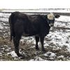 Image 8 : Nelson Creek Ranch - 800# Replacement Heifers - 60 Head (Claresholm, AB)
