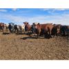 Image 1 : Highway 21 Feeders - 800# Heifers - 165 Head (Acme, AB)
