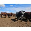 Image 3 : Highway 21 Feeders - 800# Heifers - 165 Head (Acme, AB)