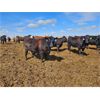 Image 2 : Highway 21 Feeders - 840# Heifers - 225 Head (Acme, AB)