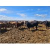 Image 3 : Highway 21 Feeders - 840# Heifers - 225 Head (Acme, AB)