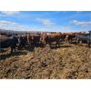 Image 4 : Highway 21 Feeders - 840# Heifers - 225 Head (Acme, AB)