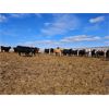 Image 2 : Highway 21 Feeders - 750# Heifers - 82 Head (Acme, AB)