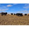Image 3 : Highway 21 Feeders - 750# Heifers - 82 Head (Acme, AB)