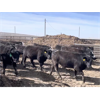 Image 2 : Anchor C Livestock - 725# Steers - 43 Head (Stirling, AB)