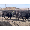 Image 3 : Anchor C Livestock - 725# Steers - 43 Head (Stirling, AB)