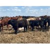 Image 2 : 55 Ranching Ltd. - 1000# Oct/Nov Yearling Steers - 325 Head (Fort Macleod, AB)
