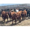 Image 4 : 55 Ranching Ltd. - 1000# Oct/Nov Yearling Steers - 325 Head (Fort Macleod, AB)