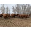 Image 2 : Chris Bartel - 950# Heifers - 65 Head (Fort Vermilion, AB)
