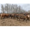 Image 7 : Chris Bartel - 950# Heifers - 65 Head (Fort Vermilion, AB)